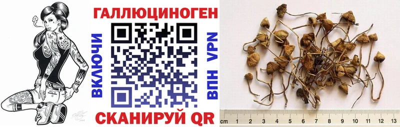 Псилоцибиновые грибы Psilocybe  Хвалынск 